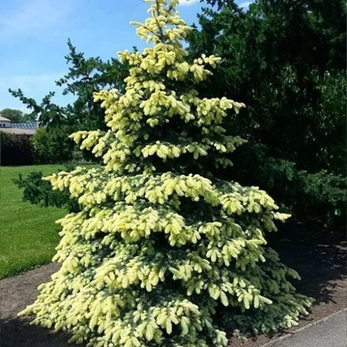 Royal-Park-садовыйцентрвМожайске